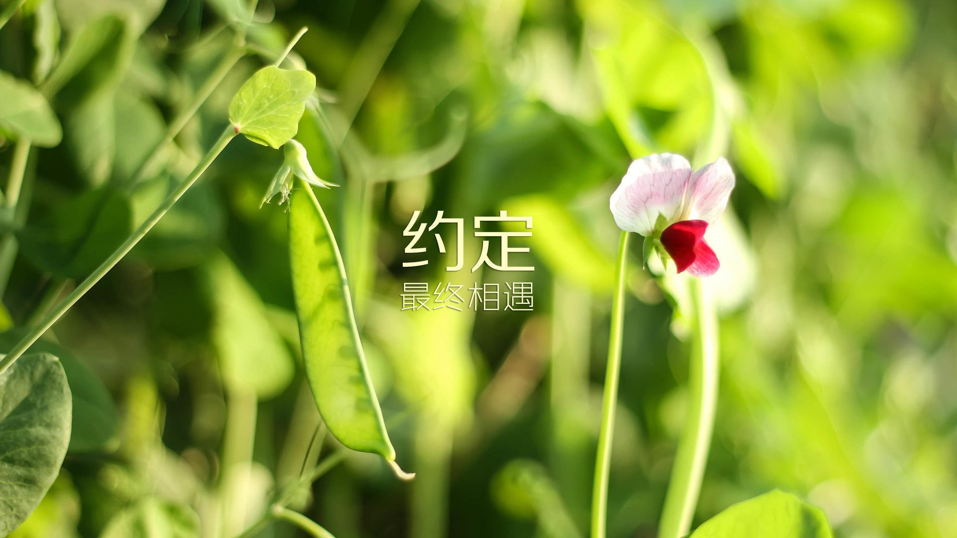 KPL选手退役转型：他们的新选择是什么？，kpl职业退役选手有哪些
