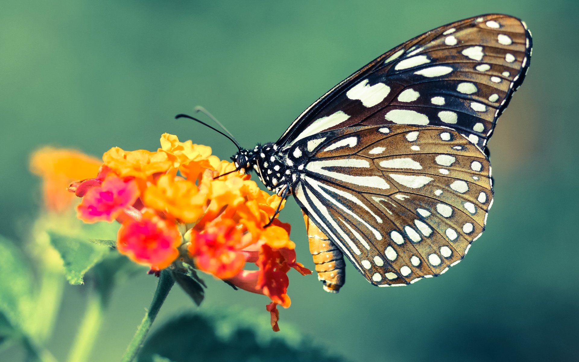 艾比·德尔福:在防守端的强悍表现,打破对方进攻节奏,艾德和比尔的故事