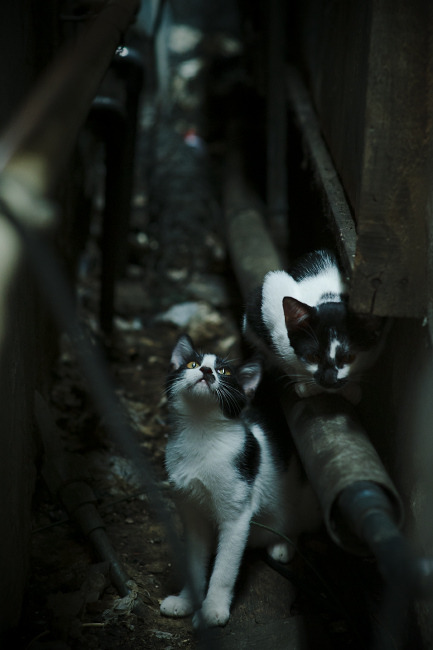 开云网页版-西蒙决赛冲线前完成反超，西蒙在哪个球队